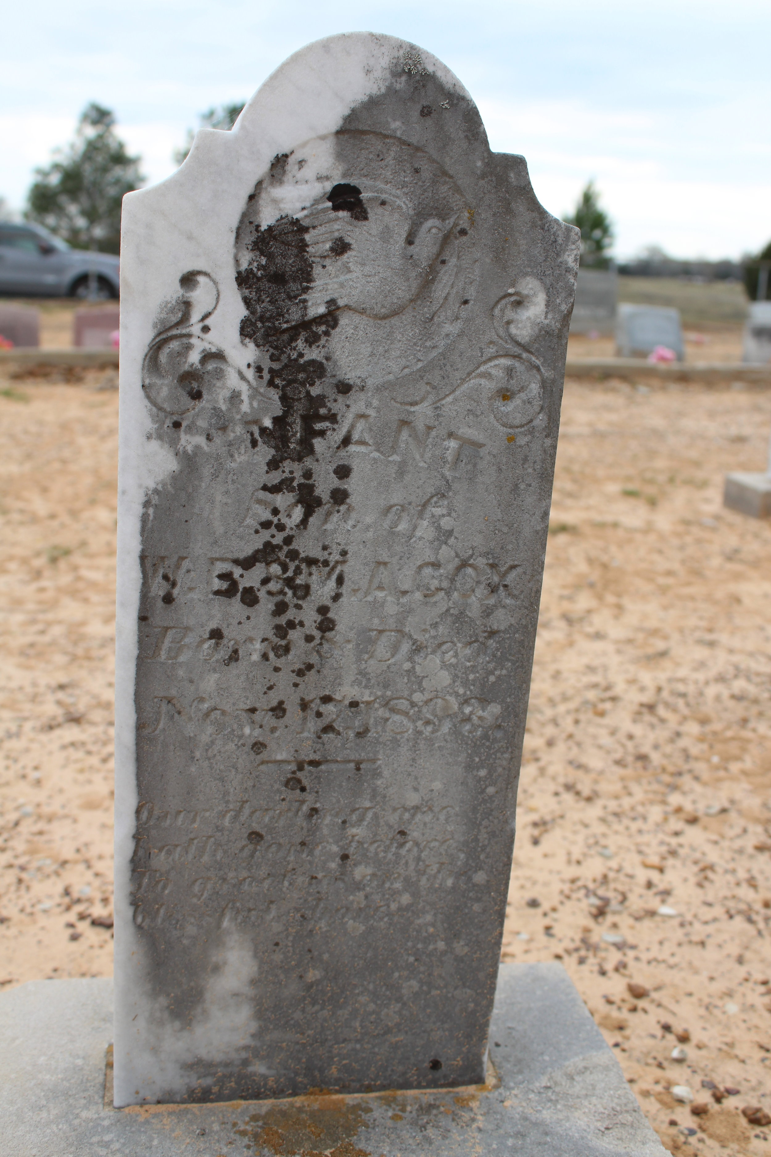 Infant WA cox #2.JPG