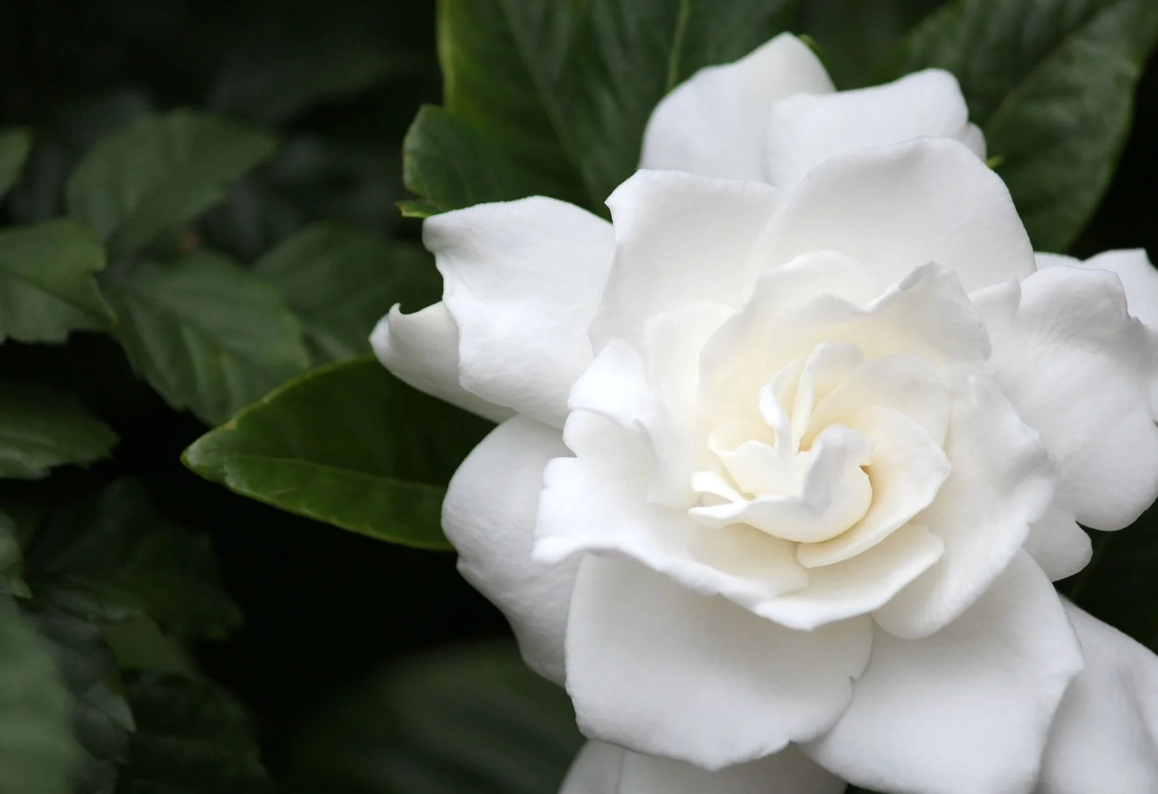 gardeniahomepage.jpg