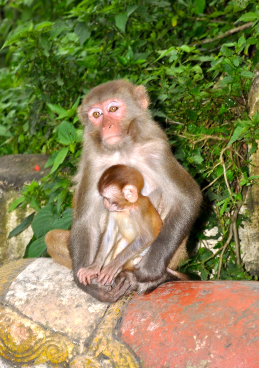 1jkkk-Nepal-Monkey-Temple-monkeys.jpg