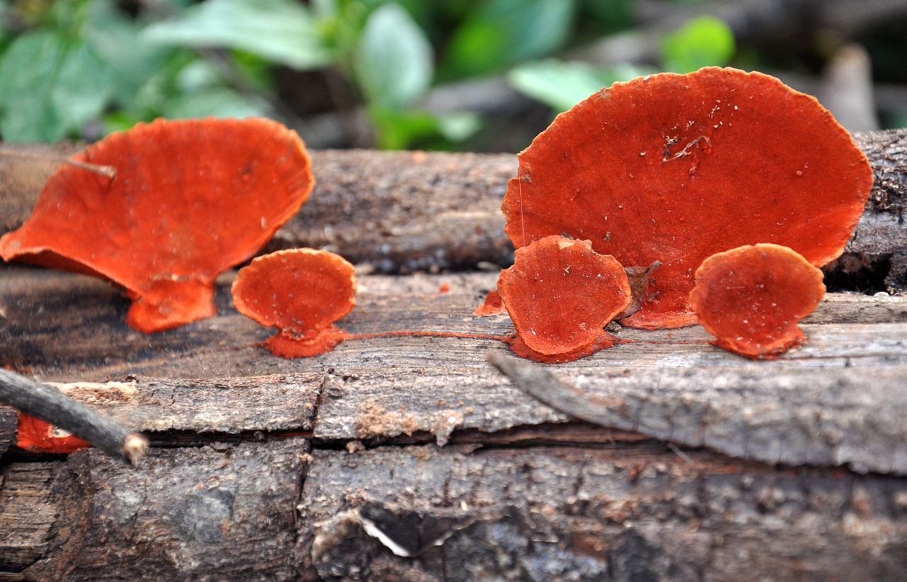 Nepal-Nuvakot-mushrooms.jpg