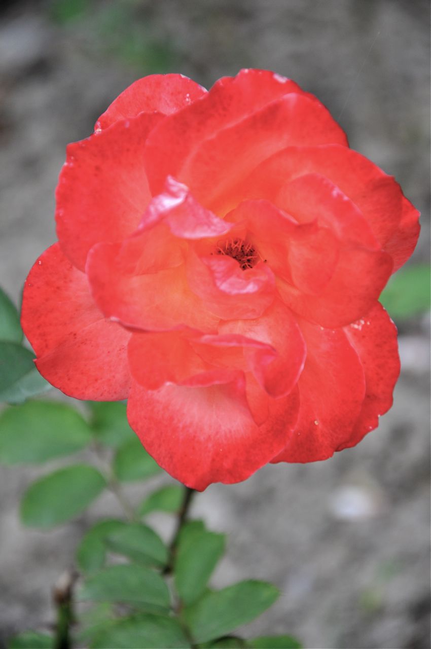 Nepal-Rose-2.jpg