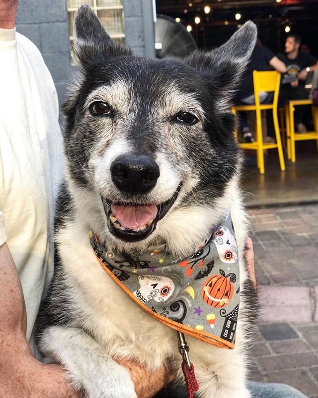 Monthly cute pup on the patio repost! Round up your favorite pup and come hang at Mighty today! Repost from @colorado.bordercollies #mightyburger #burger #fries #ketchup #DBC #denverbeerco #arvada #repost #bordercollie #dogo