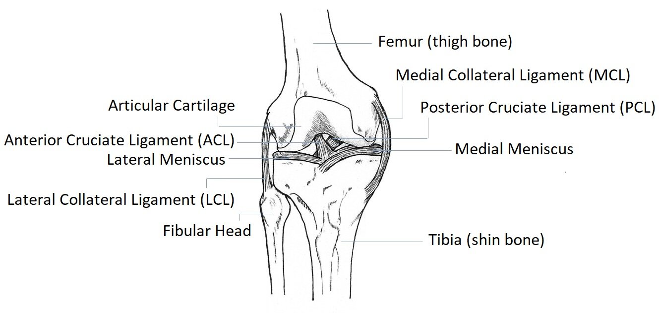 Knee anatomy