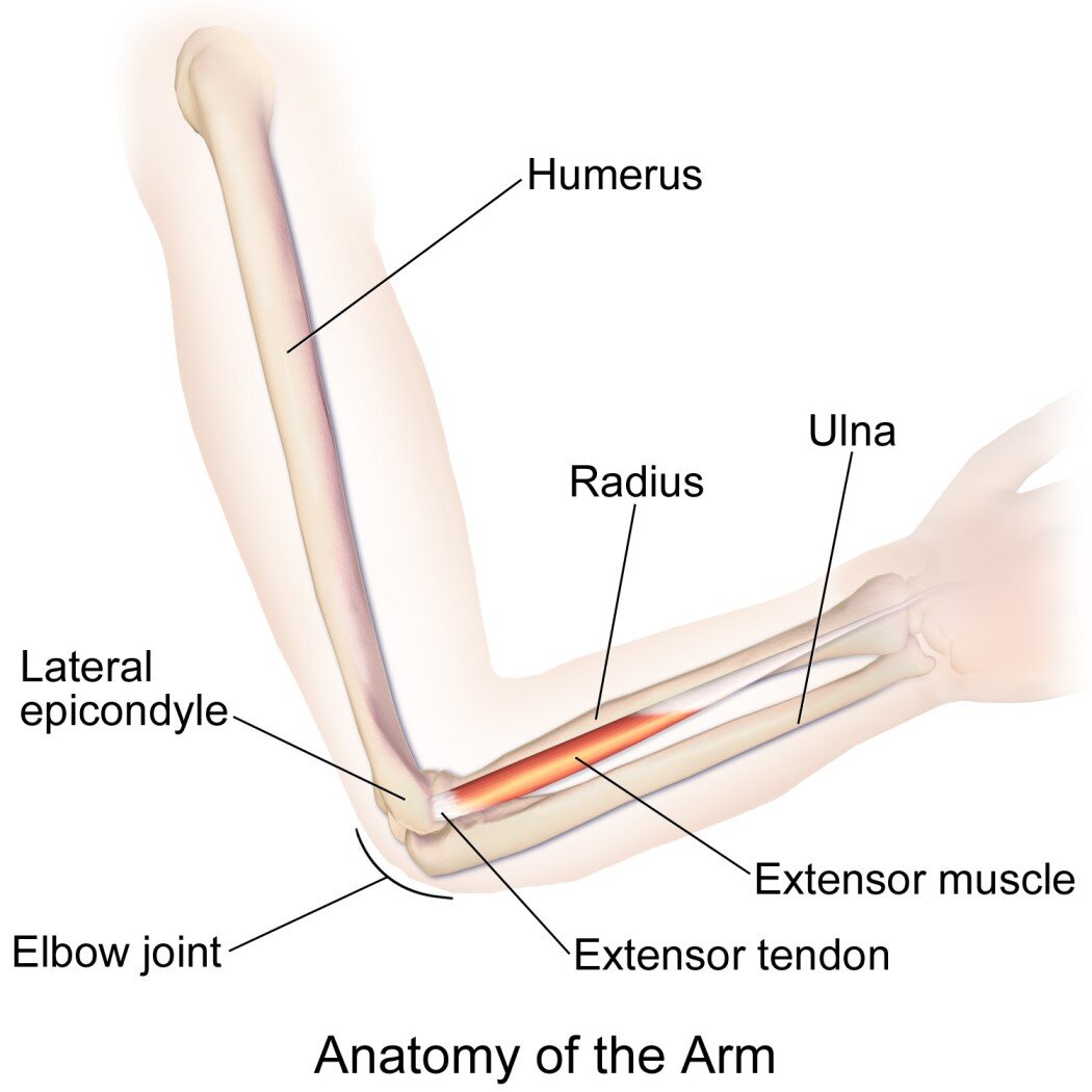 Anatomy of the elbow. Picture courtesy of  Wikipedia .