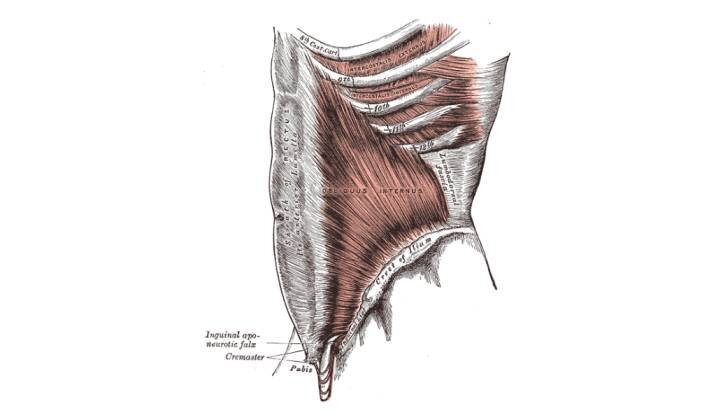 Internal Obliques.jpg