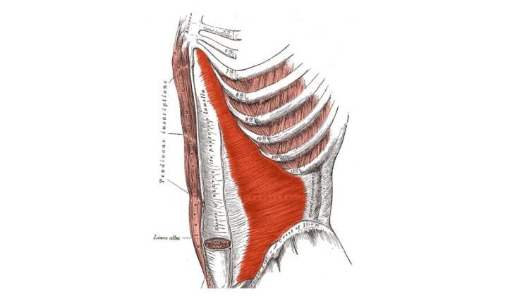 Transversus Abdominis.jpg