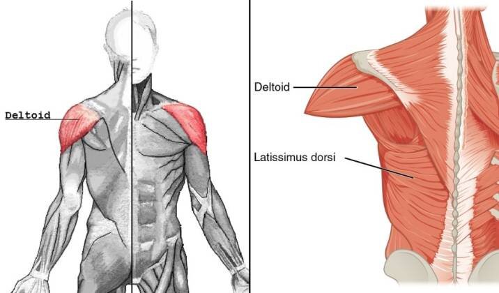 Targeting Your Shoulder Muscles - Parts of the Shoulder.jpg