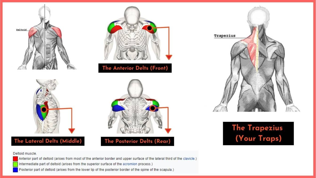 Quick Anatomy - The Parts of the Shoulder.jpg