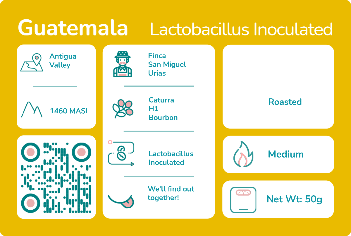 Fermentation Project - Lactobacillus Inoculated.png