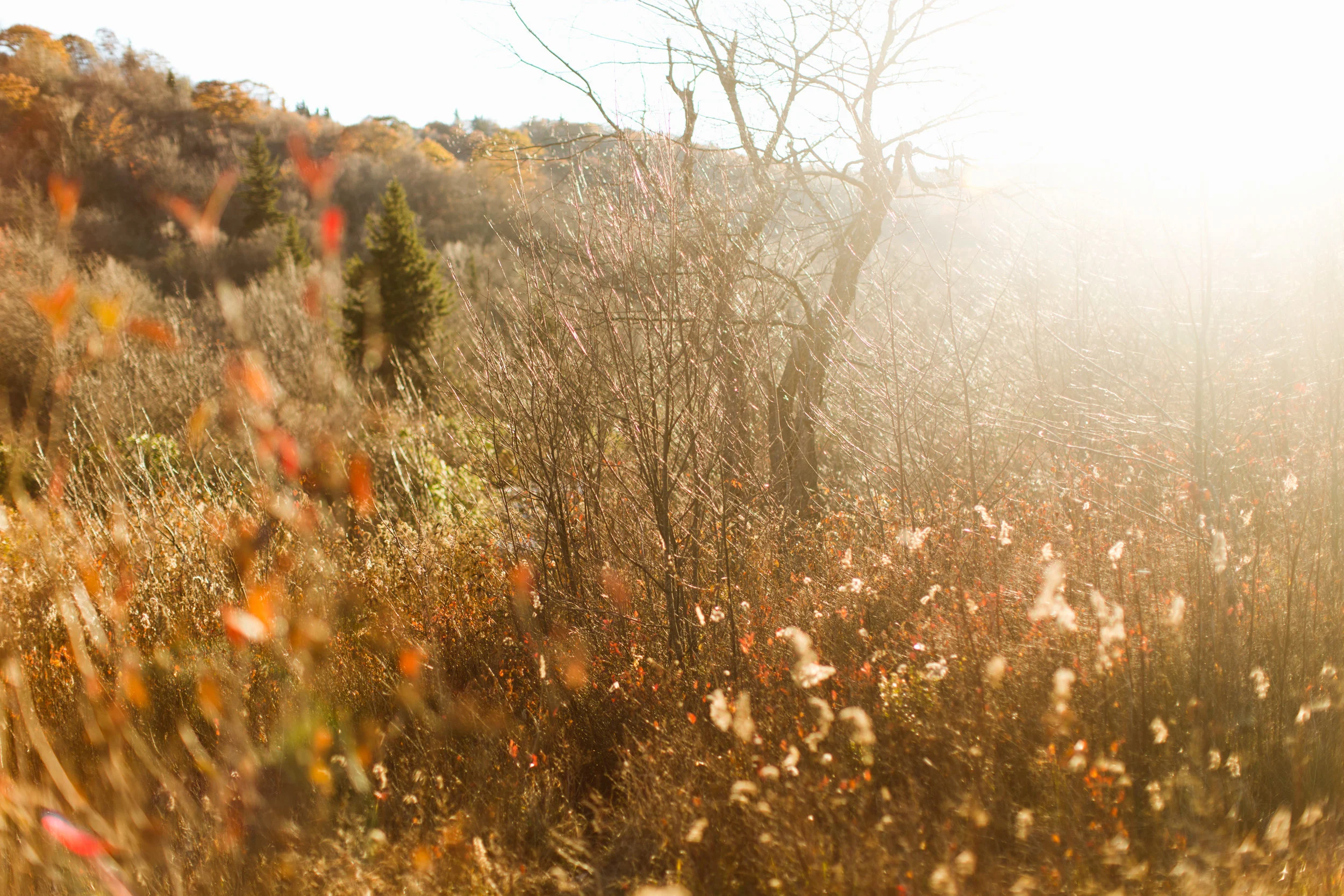 Ledbetters_Mountains_0037-3653917367-O.jpg