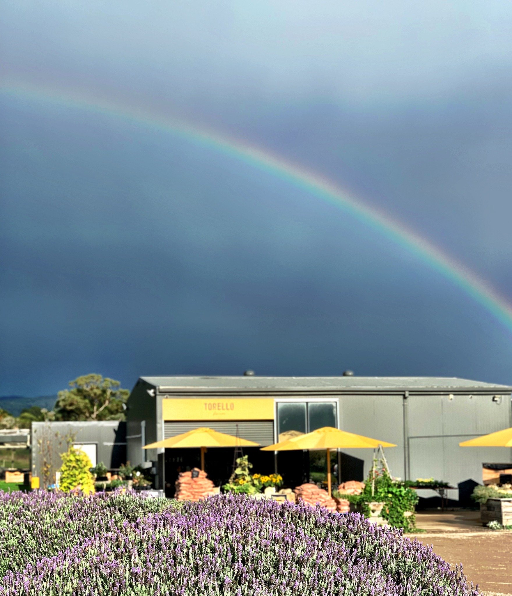 A huge thank you to everyone who visited our little farm gate over the long weekend 🌈 We understand the weather wasn't ideal for a public holiday, but my goodness we needed and appreciate that rain very, very much ❤️ 
.
.
.
.
#torellofarm #farmshop 