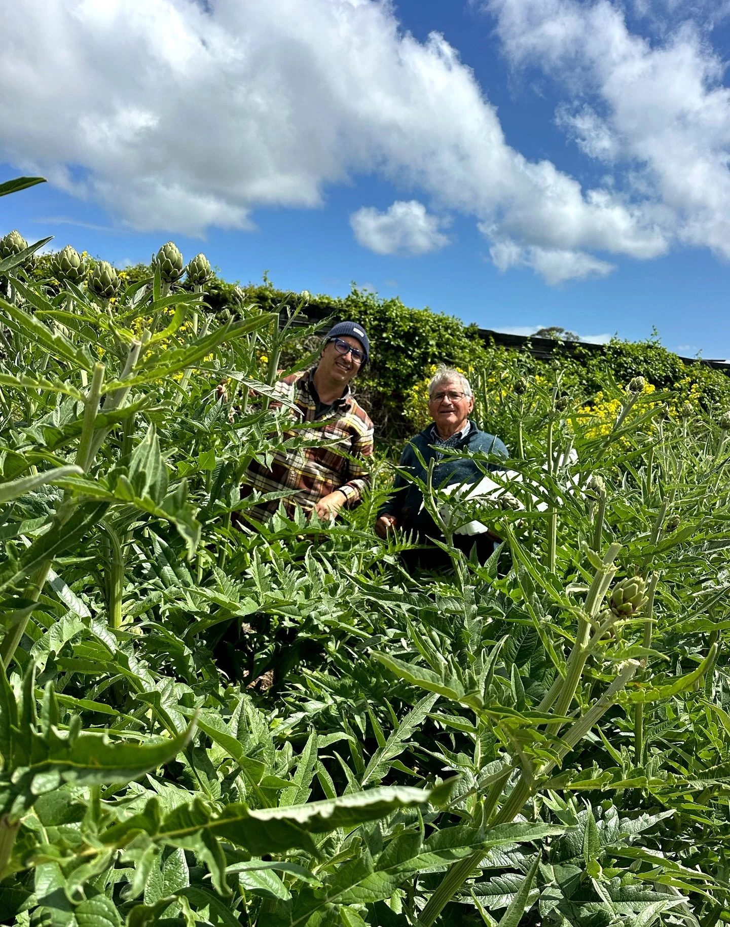 Harvesting artichokes. Nonno and Mark. A father and son act ❤️
.
.
.
.
#torellofarm #farmshop #farmgate #open7days #spring #lovelocal #localfoodfirst #growitlocal #artichokes #farmlife #lifeonafarm #globeartichokes #artichaut #notsupermarketfood #car