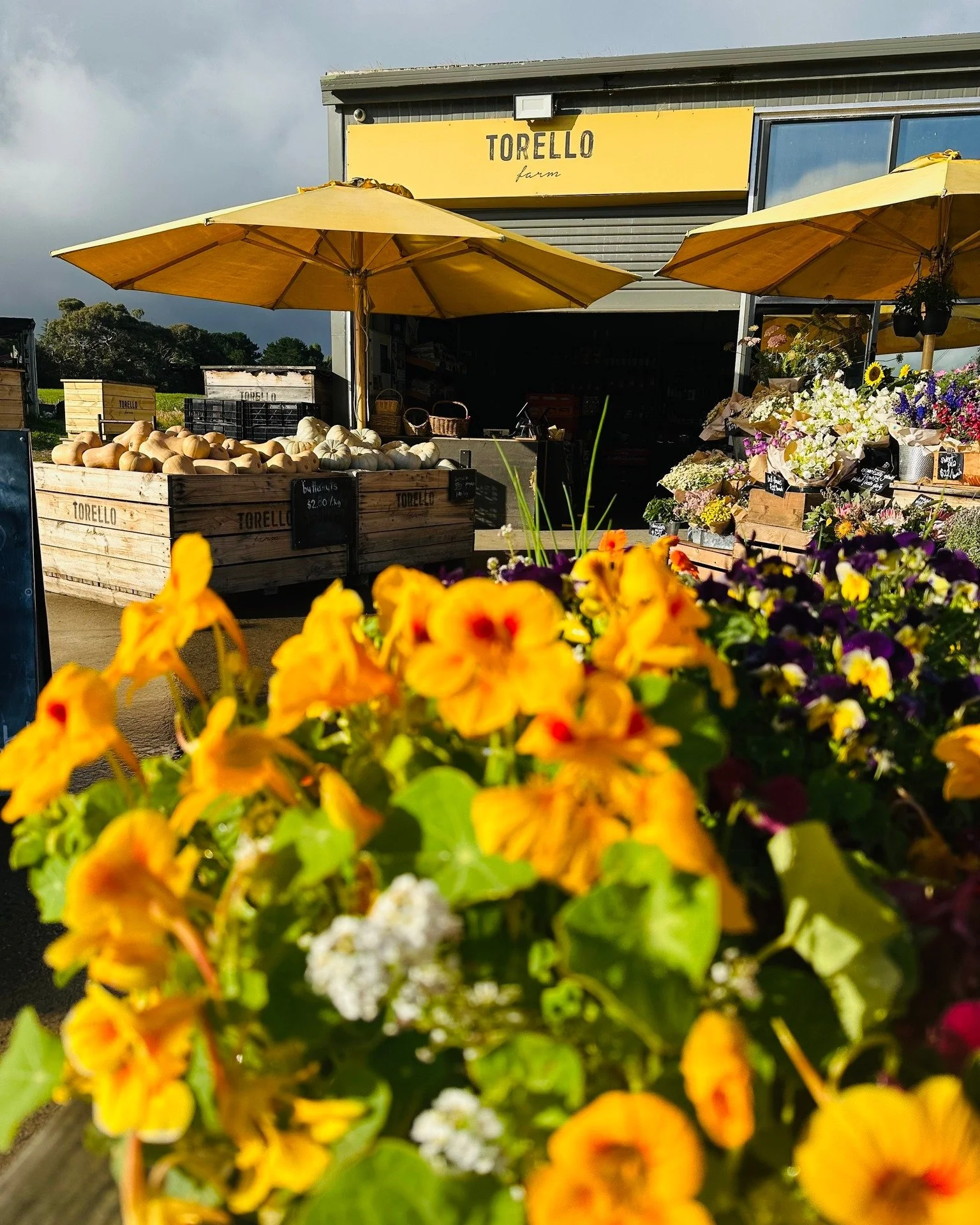 Farm gate in the morning light ❤️ Happy Monday folks xx

Beautiful shot by our beautiful friend Ali from @westernportvets 🌈
.
.
.
.
#torellofarm #flatbeans #farmgate #open7days #summer #lovelocal #localfoodfirst #growitlocal #grassfedbeef #farmlife 