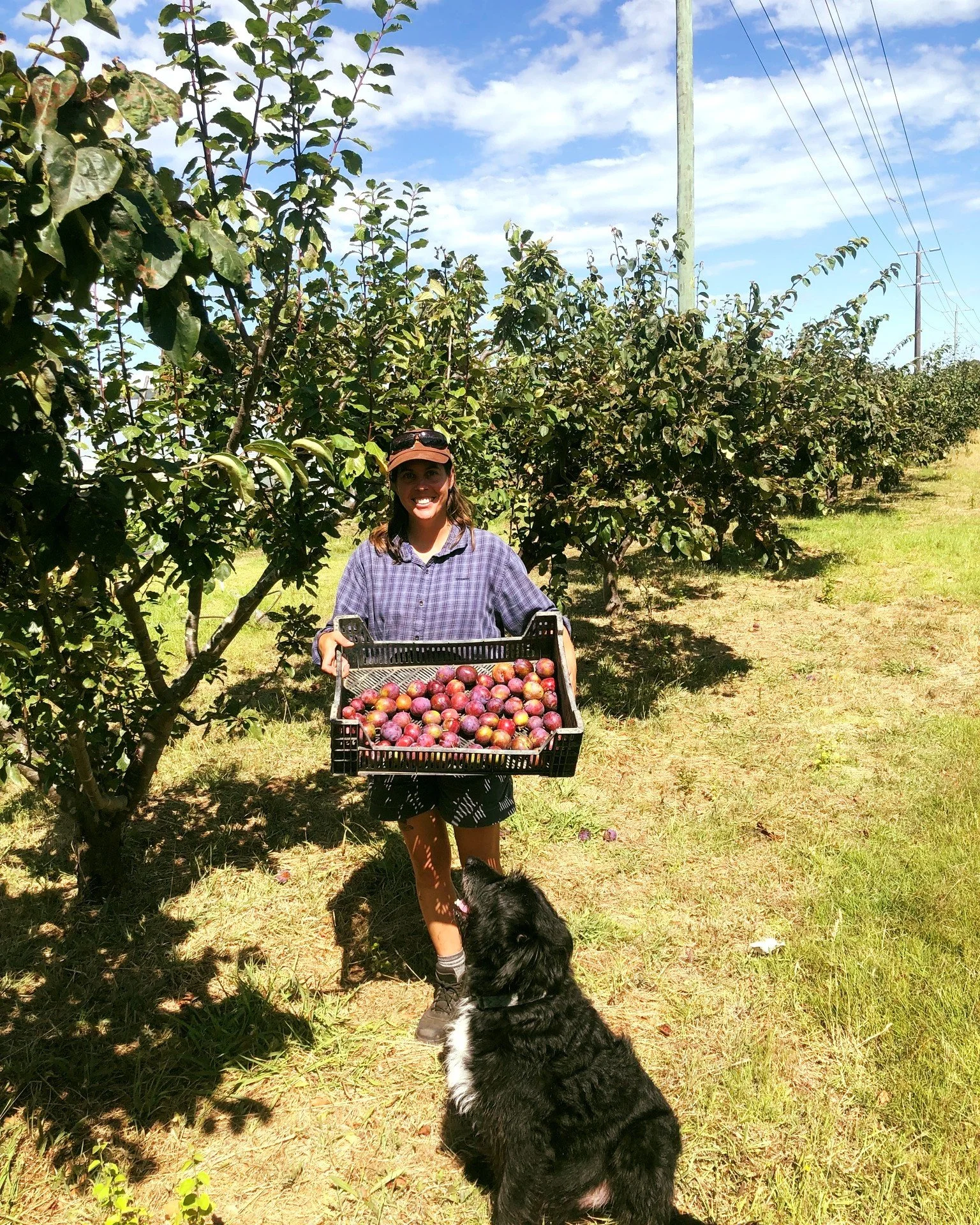 Our newest resident farmer Alex, aka the @happyhorti, and Plugga harvesting plums from our orchard ❤️ And a little taste testing for good measure 😉
.
.
.
#torellofarm #plums #organicallygrown #notsupermarketfood #eattherainbow🌈