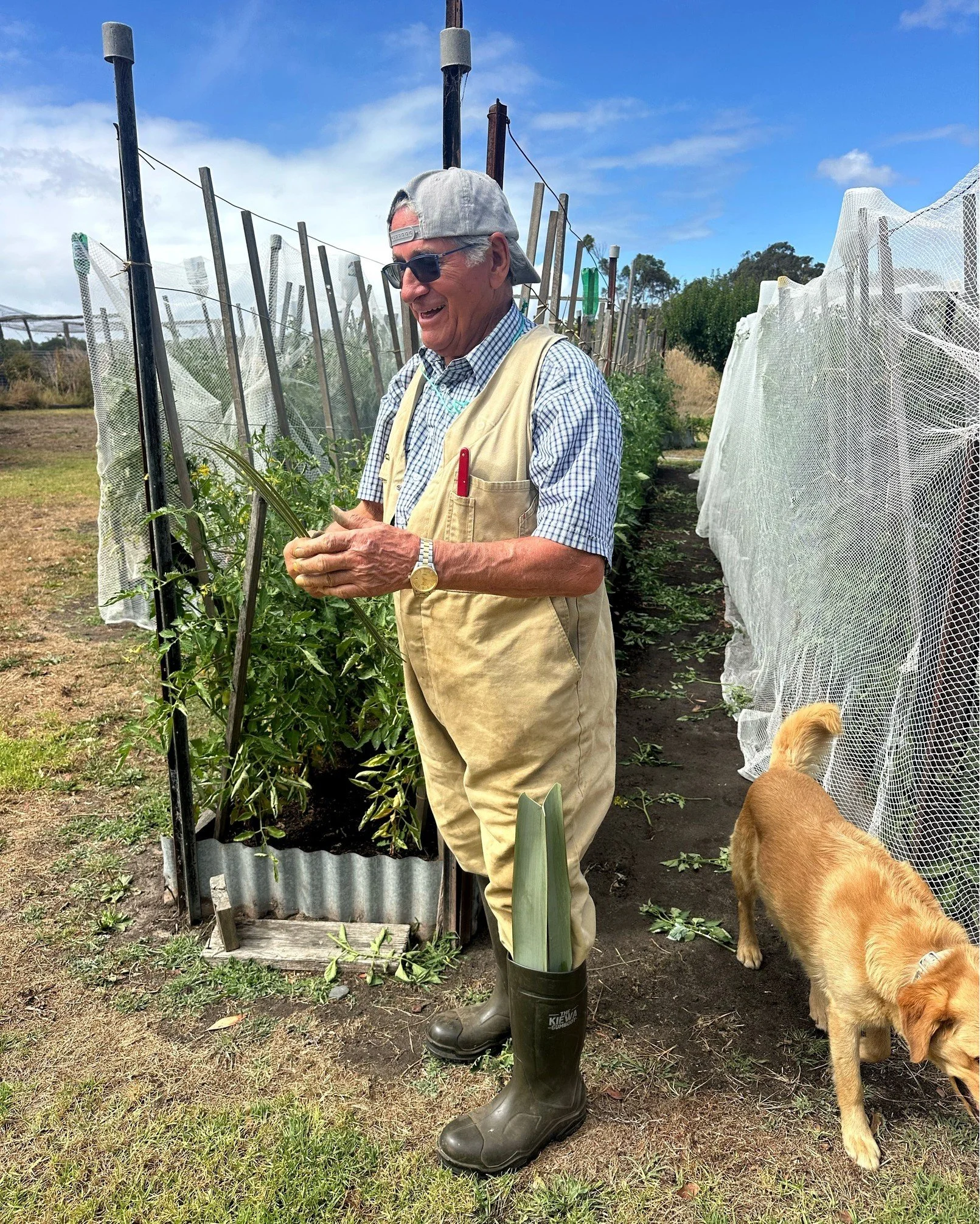 Been chatting with Nonno Mick in his garden about tomatoes, in particular about tying his plants up as they grow 🌈 Have a look in his left boot. Yep, it's flax and that is what Mick has always used to tie up the plants. Cheap, effective and super su