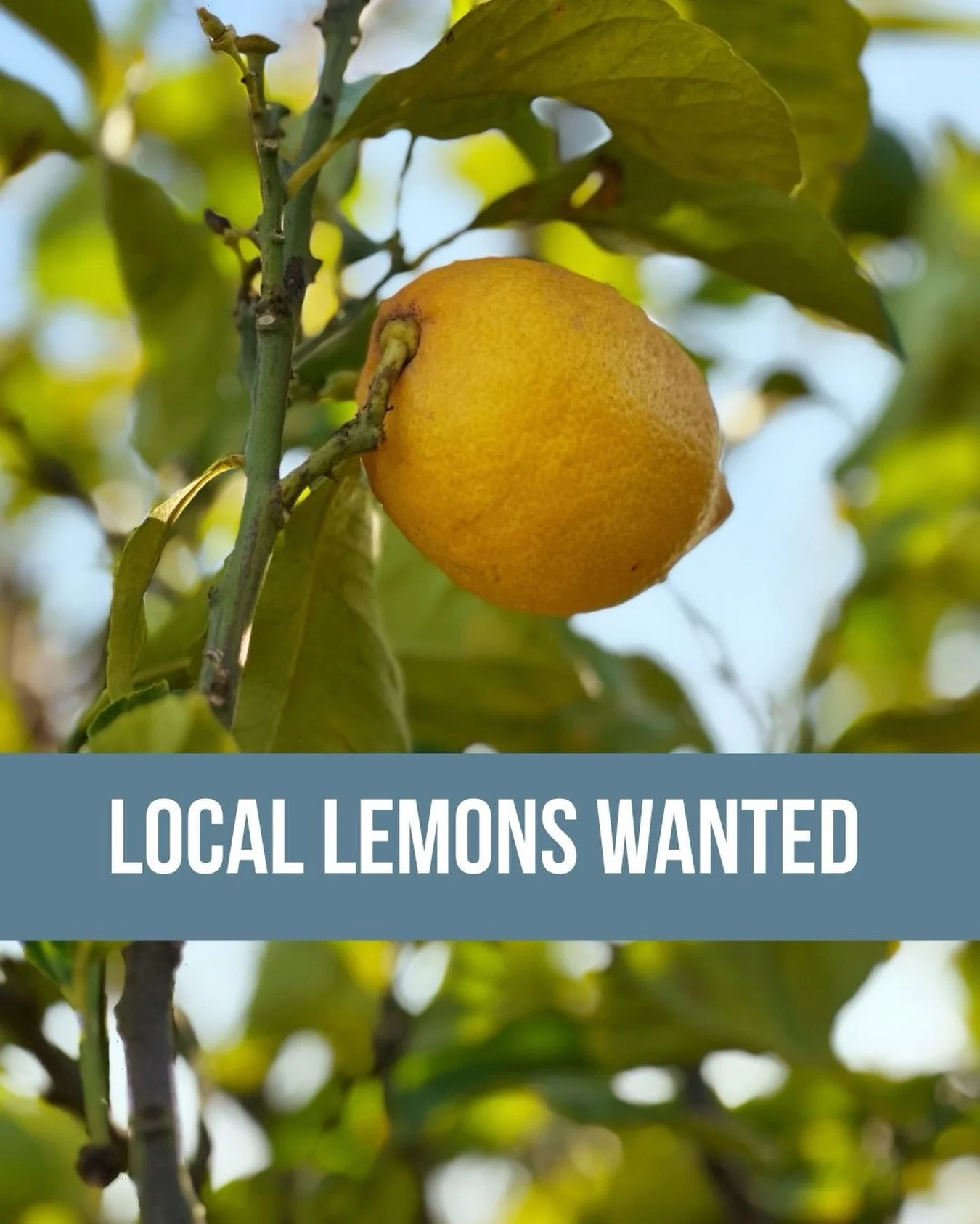 How&rsquo;s your lemon tree looking? Got some excess fruit? If so, we&rsquo;d love to purchase it from you 🍋
.
.
.
#torellofarm #lookingforlemons #lemonswanted #knowyourfarmer #eattherainbow🌈