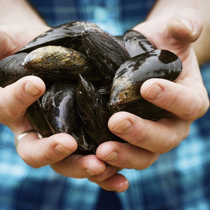 MT MARTHA MUSSELS ❤️ Exceptional value. Seriously quick and easy to prepare 😉

Follow @fionahammondfood's lead with one of these dishes. Whether it's Mussels Marinere with Verjuice, a Poke Bowl with Mussels and Cauliflower &amp; Broccoli Rice or Mus