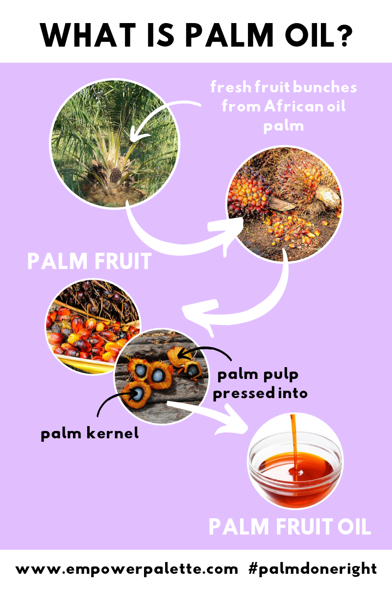 PALM OIL infographic.png