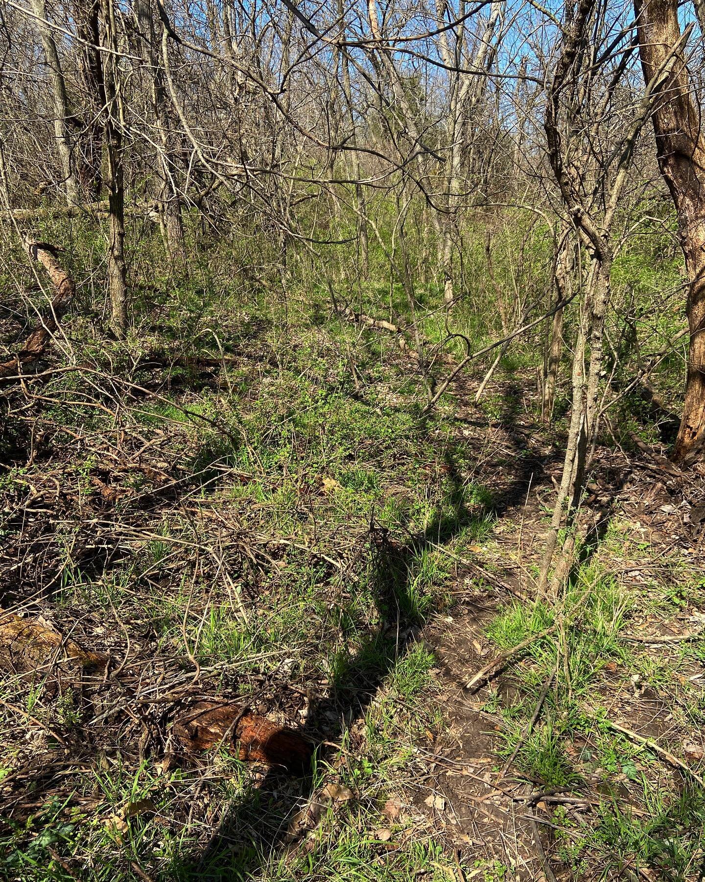 More trail in Lindbergh Forest completed. Before and after.