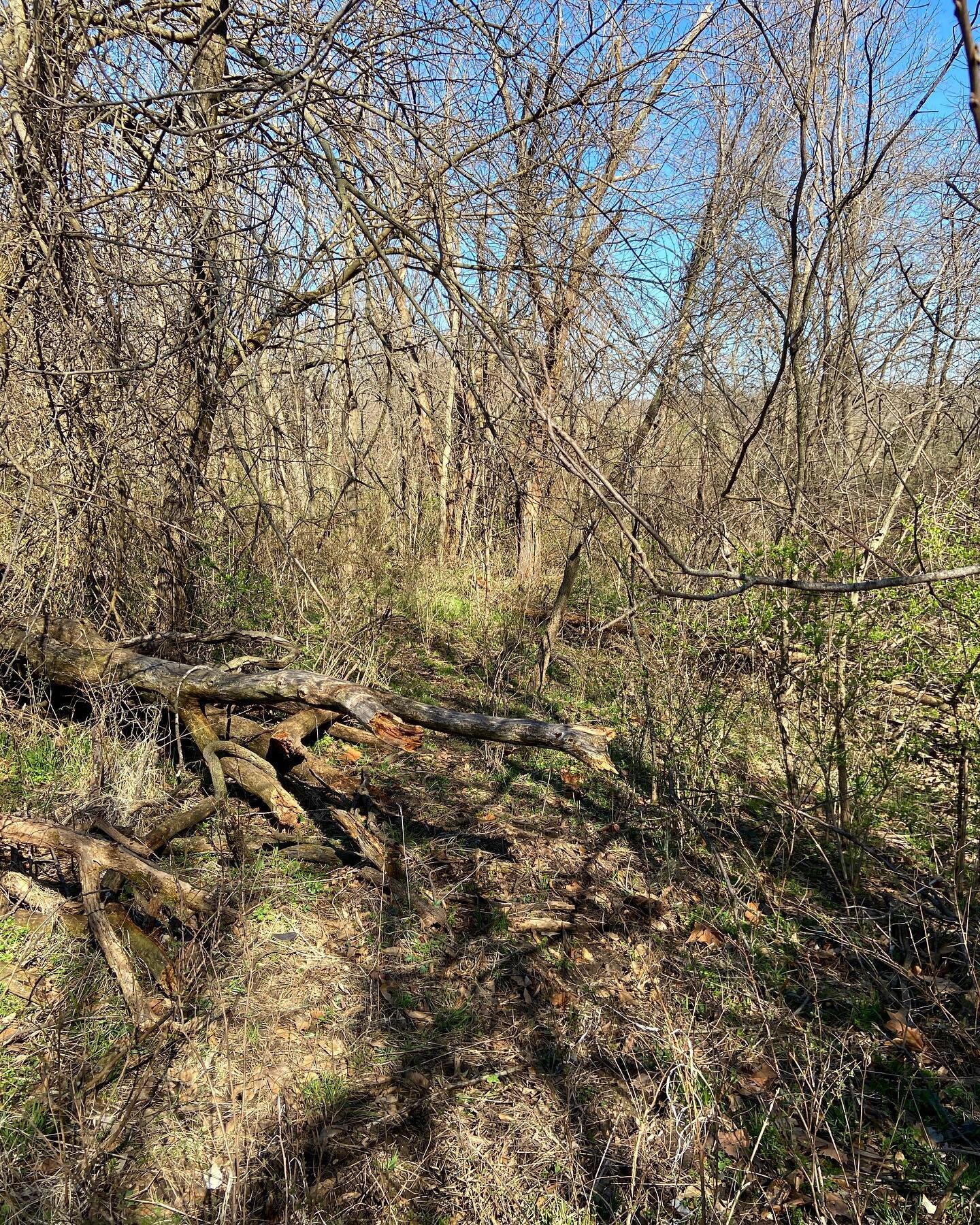 Another 100 feet of the trails in Lindbergh forest completed. Before and after.