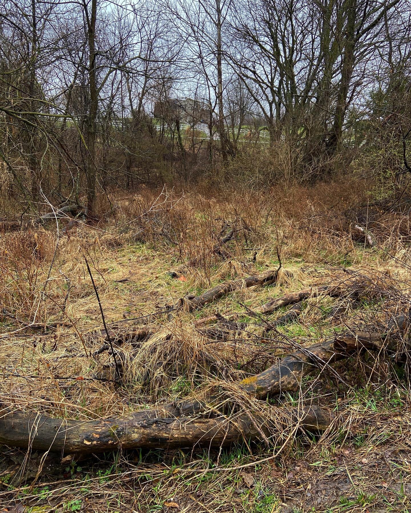 Spent some of my social distancing time today in the woods creating new trails for Lindbergh Forest. Lots more to do but it&rsquo;s a start. Before and after moving those logs.