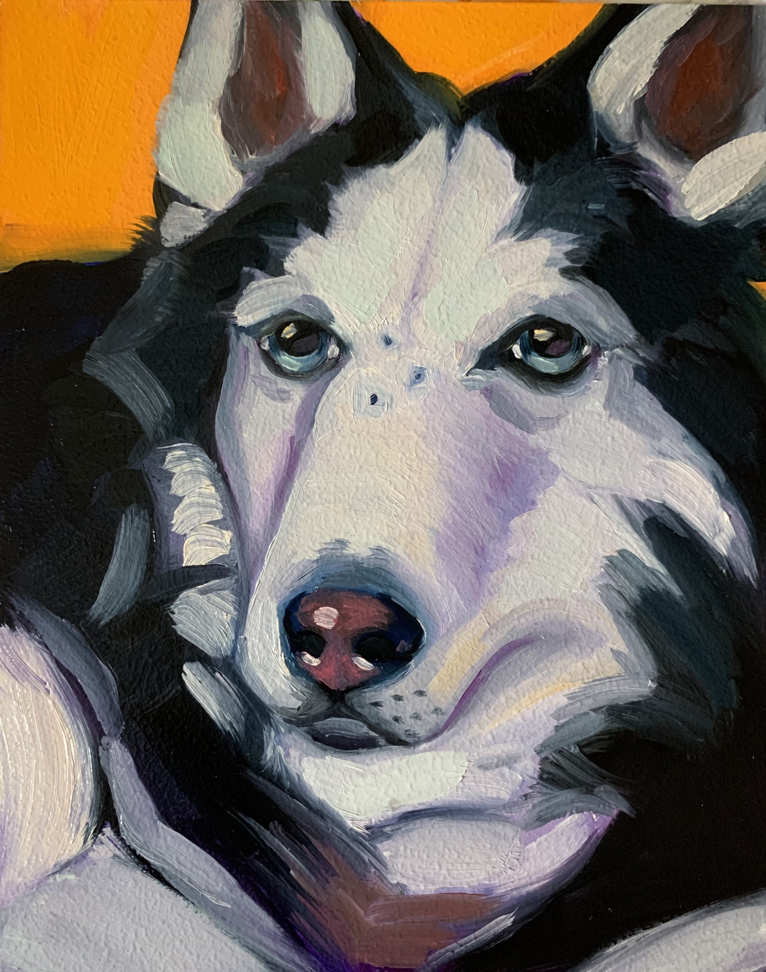 husky.jpg