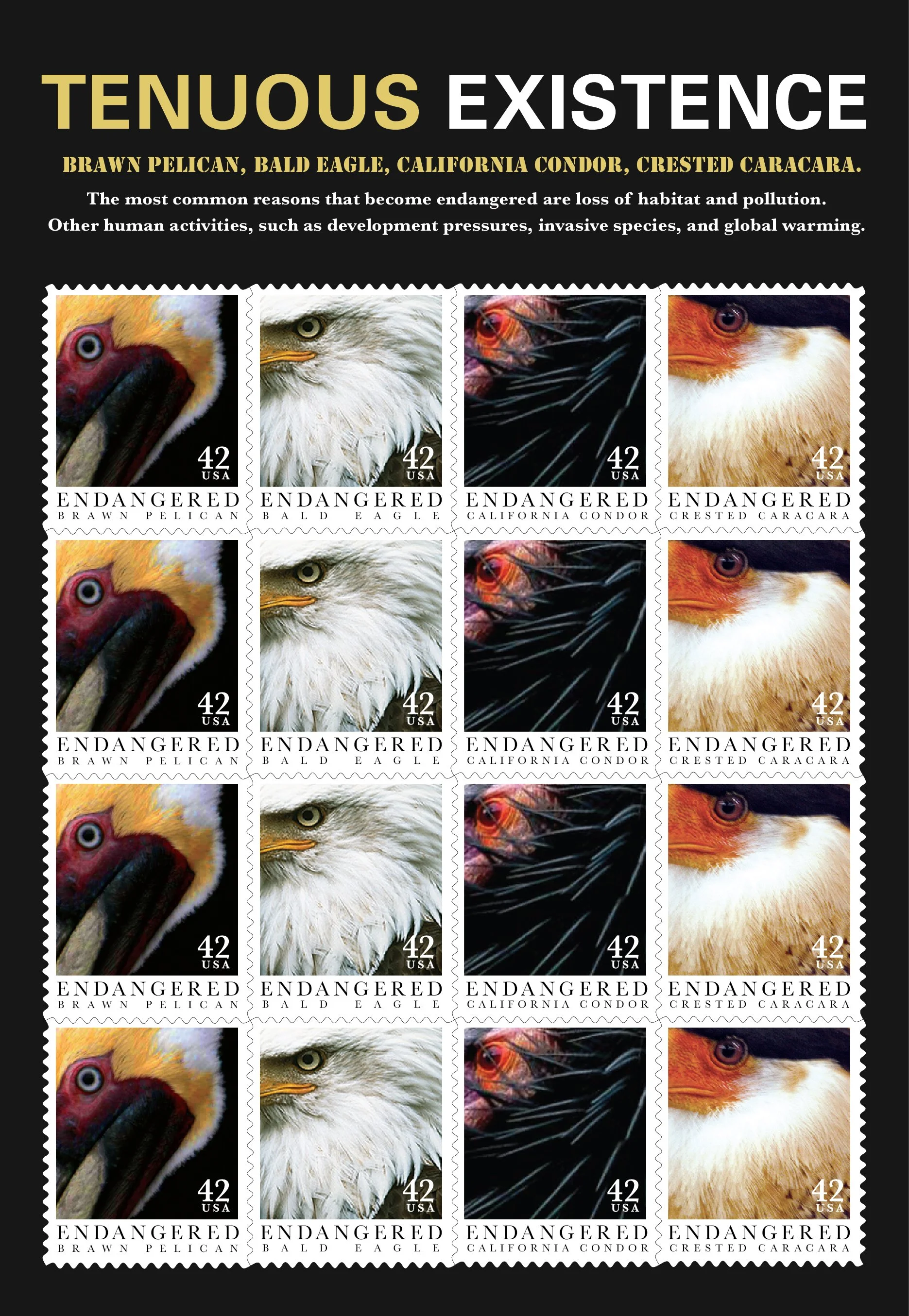 ENDANGERED BIRDS 02_1.jpg