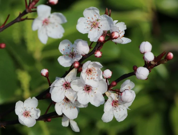 Spring Blossoms of Human Rights Awareness