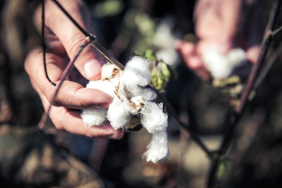 BJ's Wholesale Club Signs Cotton Pledge