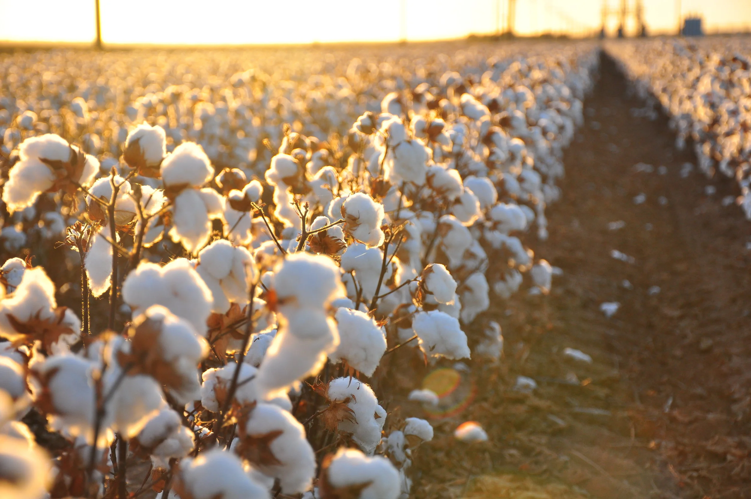 The Price for Turkmen Cotton Is Too High