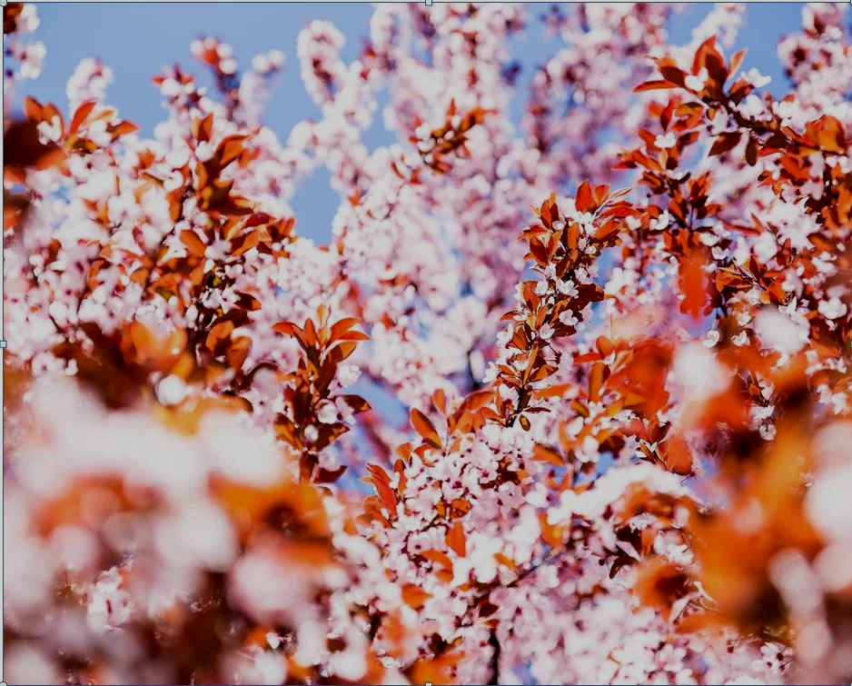   About VABAW   The Vietnamese American Bar Association of Washington is a 501(c)(6) nonprofit that provides mutual support for attorneys in the advancement of their careers, acts as a trusted guide and source of support to law students supports the 