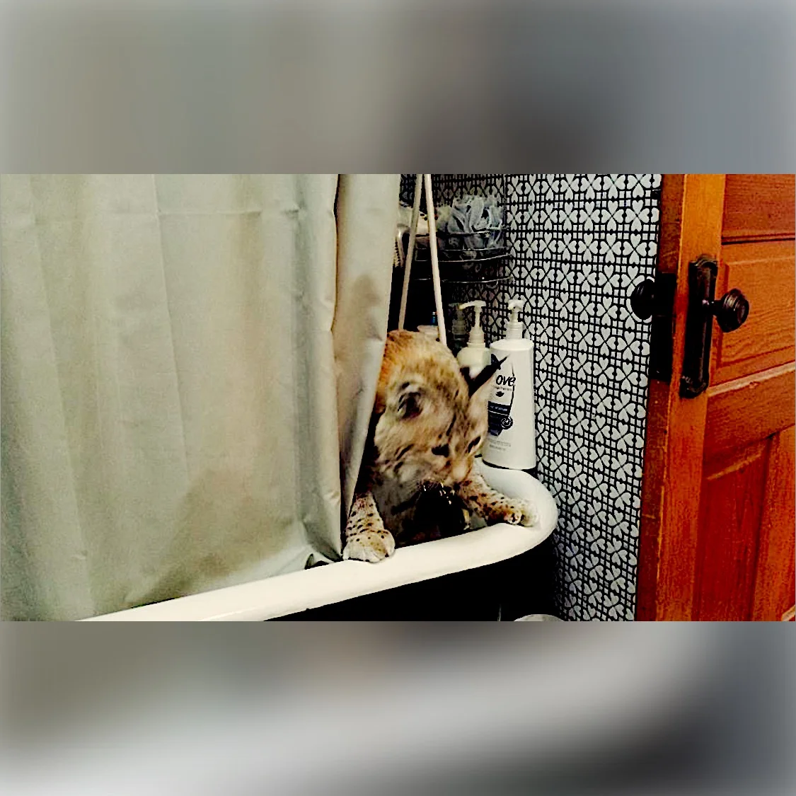 A blur of fur and Bobcat cuteness, Katara escapes into the night. It's her bedtime.