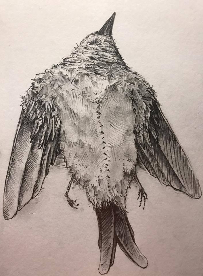 Drawing done from Artists Memory of Bird Performance 