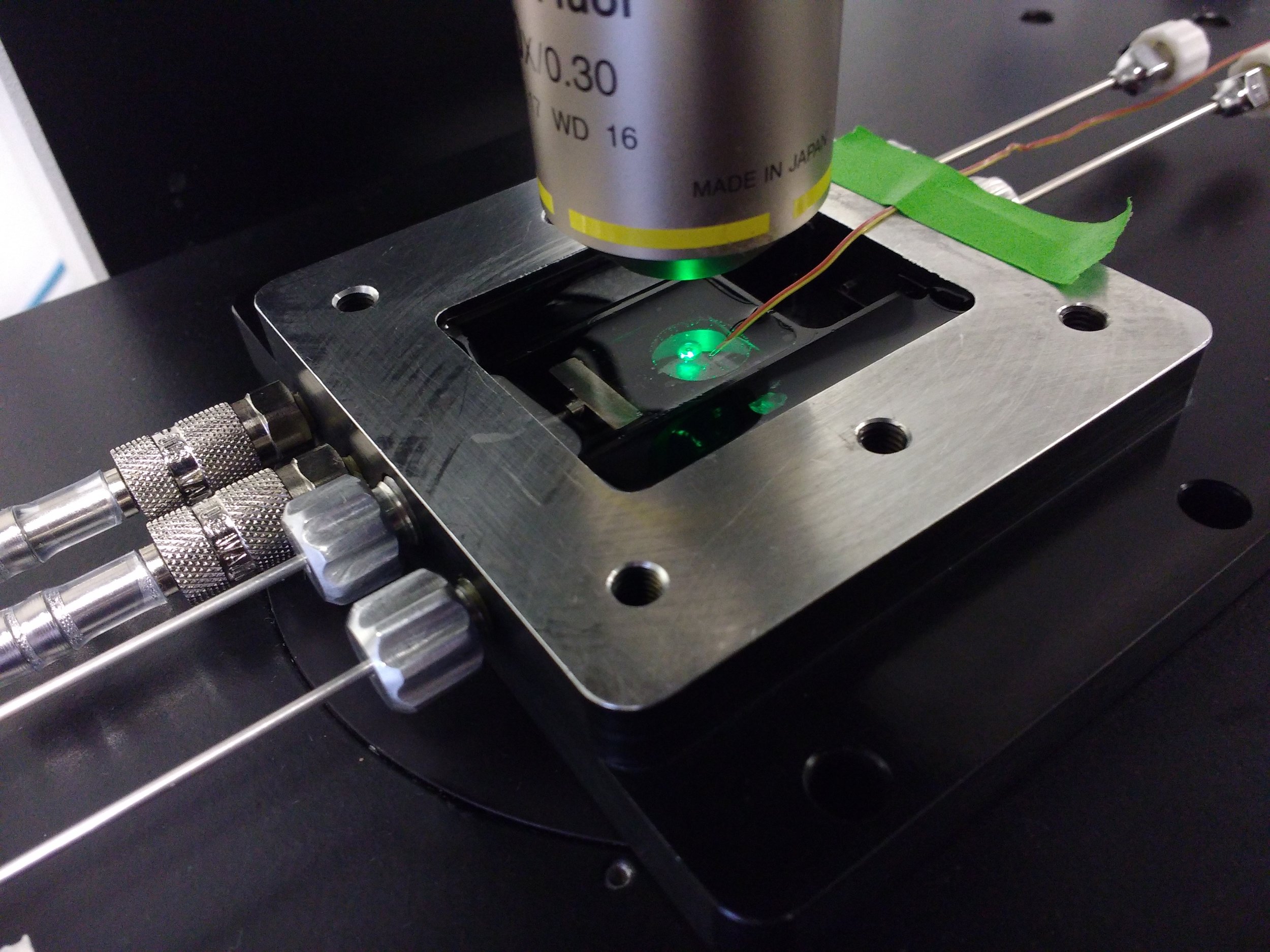 fluorescence microscopy
