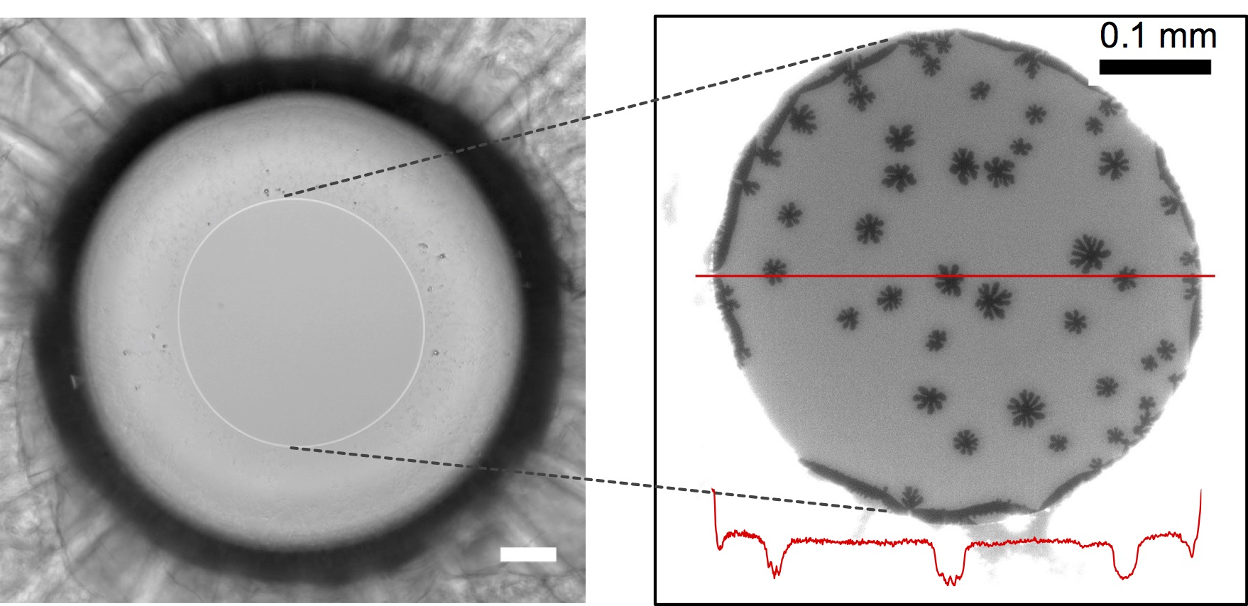 lipid bilayer phase separation