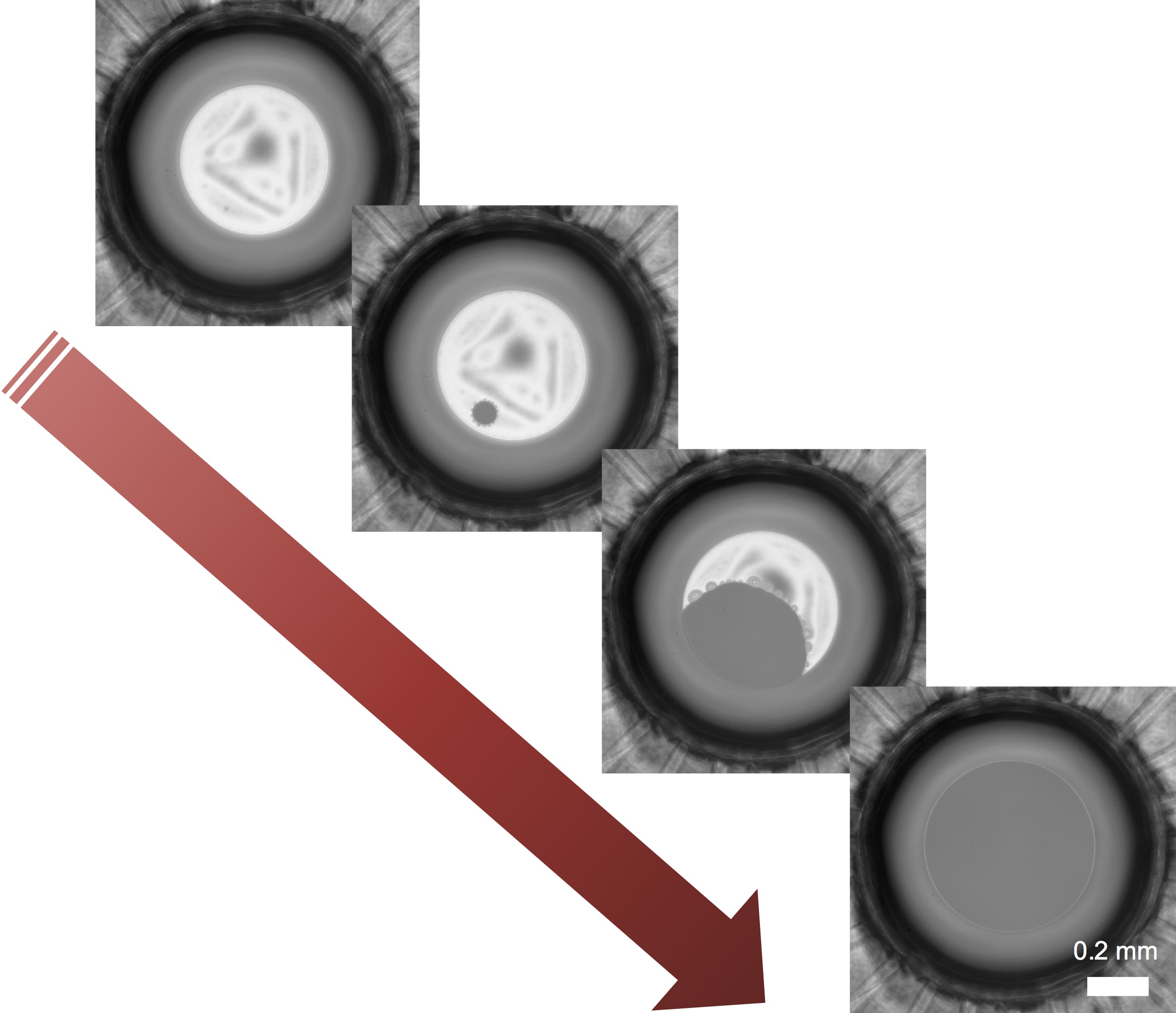 phospholipid bilayer nucleation