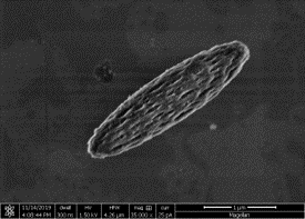 porous polymer ellipsoid