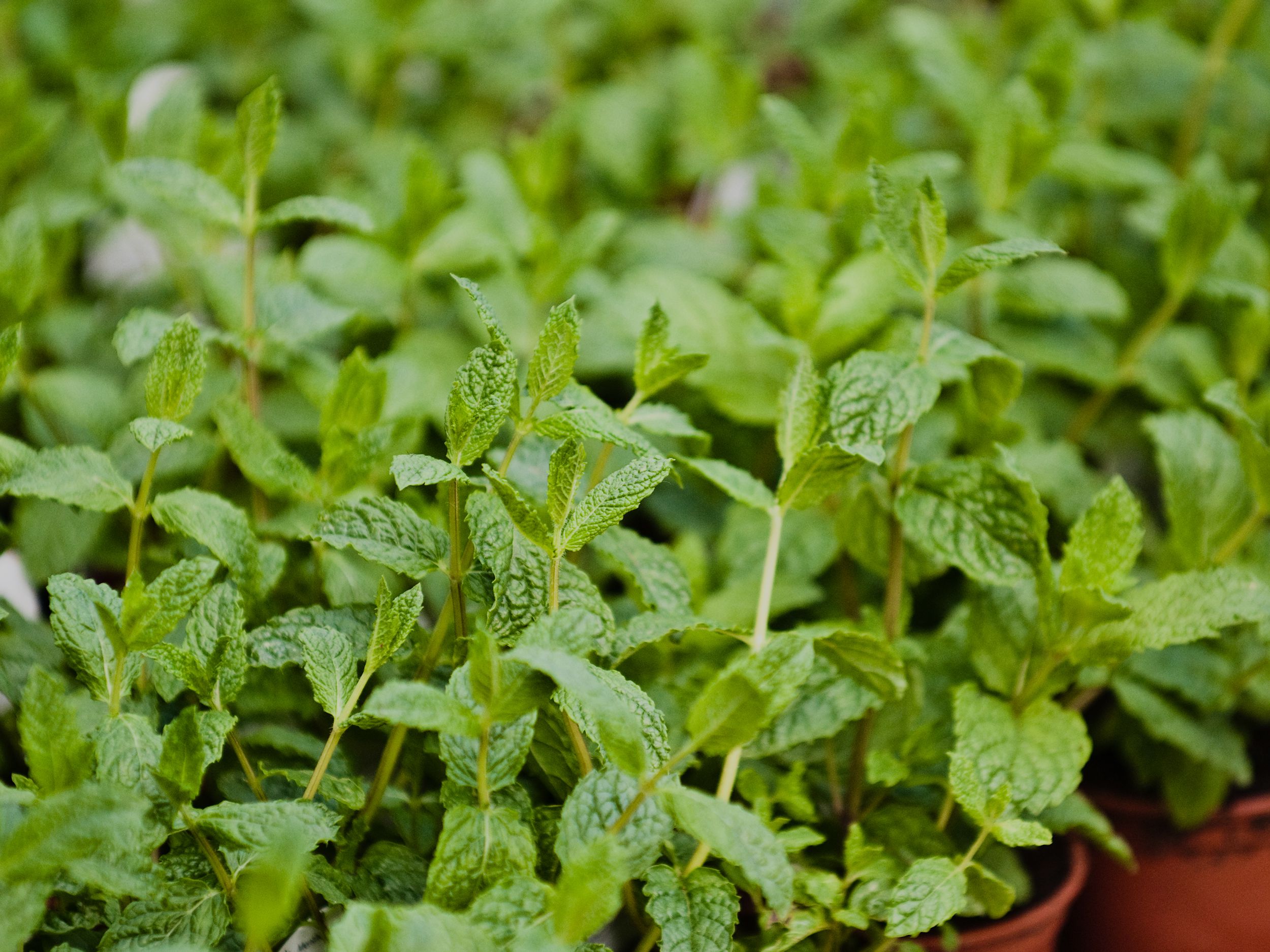 HC_Mint_Closeup.jpg