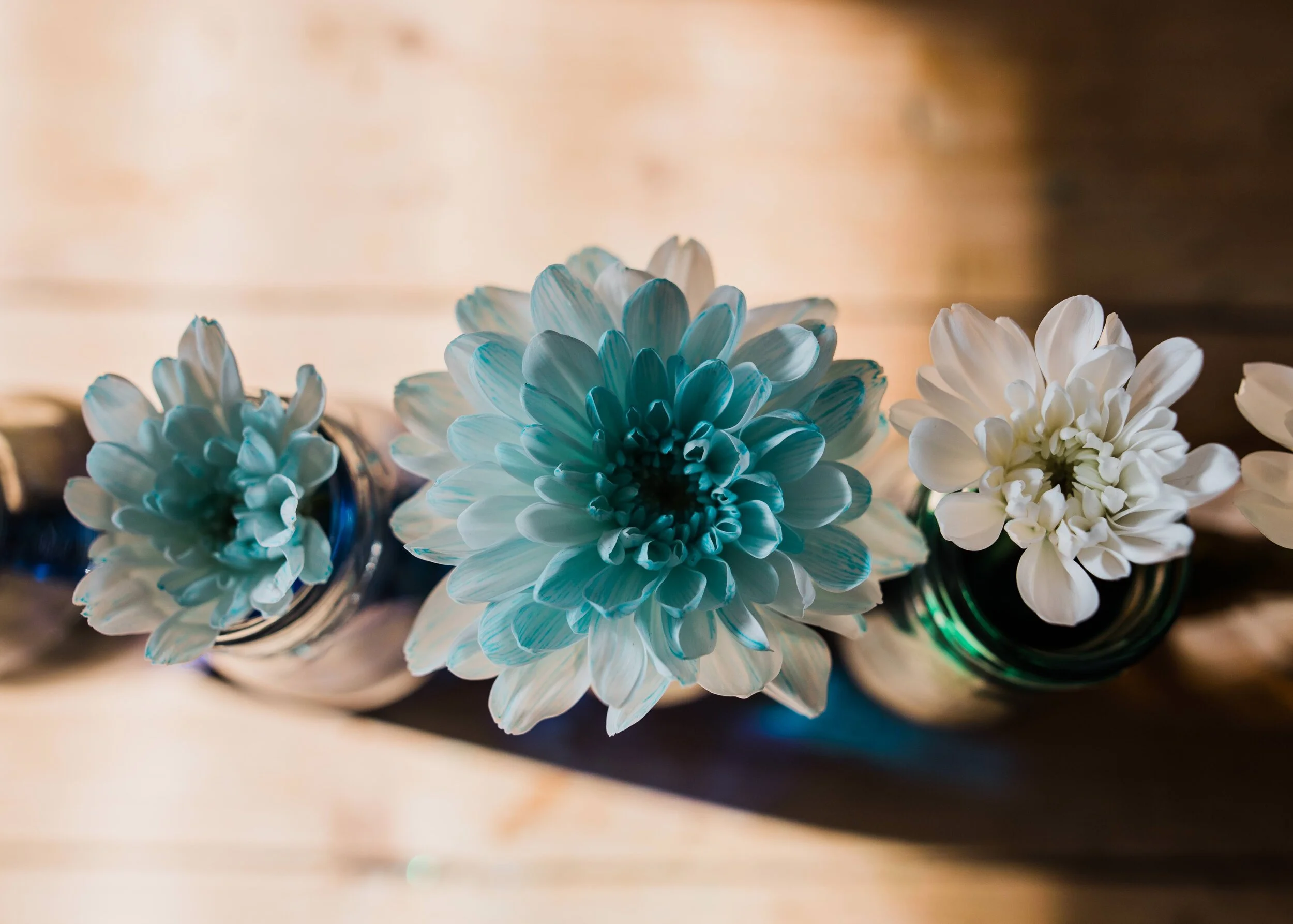 Science-Home-Flowers-Chui-Photography-9872.jpg