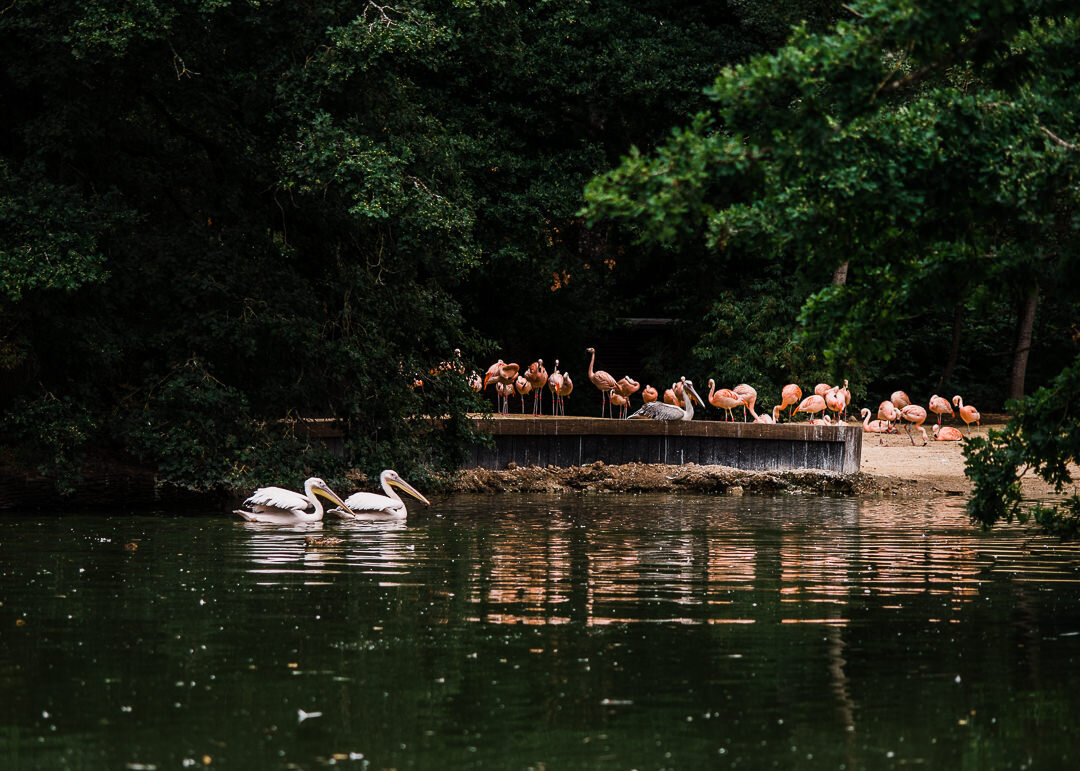 Flamingos-Cotswold-Wildlief-Park-Cheltenham Photographer Chui King Li Photography-6353.jpg