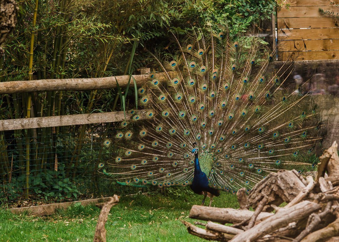 Peacock-Cotswold-Wildlief-Park-Cheltenham Photographer Chui King Li Photography-6346.jpg