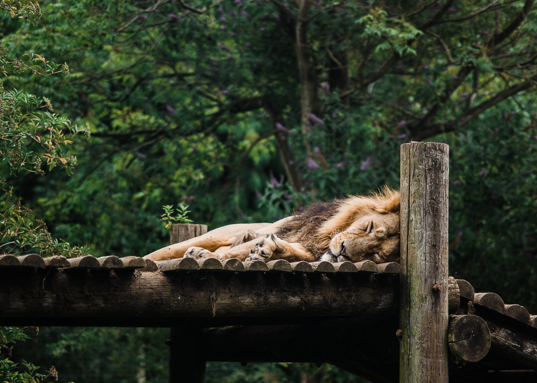 Lion-Cotswold-Wildlief-Park-Cheltenham Photographer Chui King Li Photography-6333.jpg