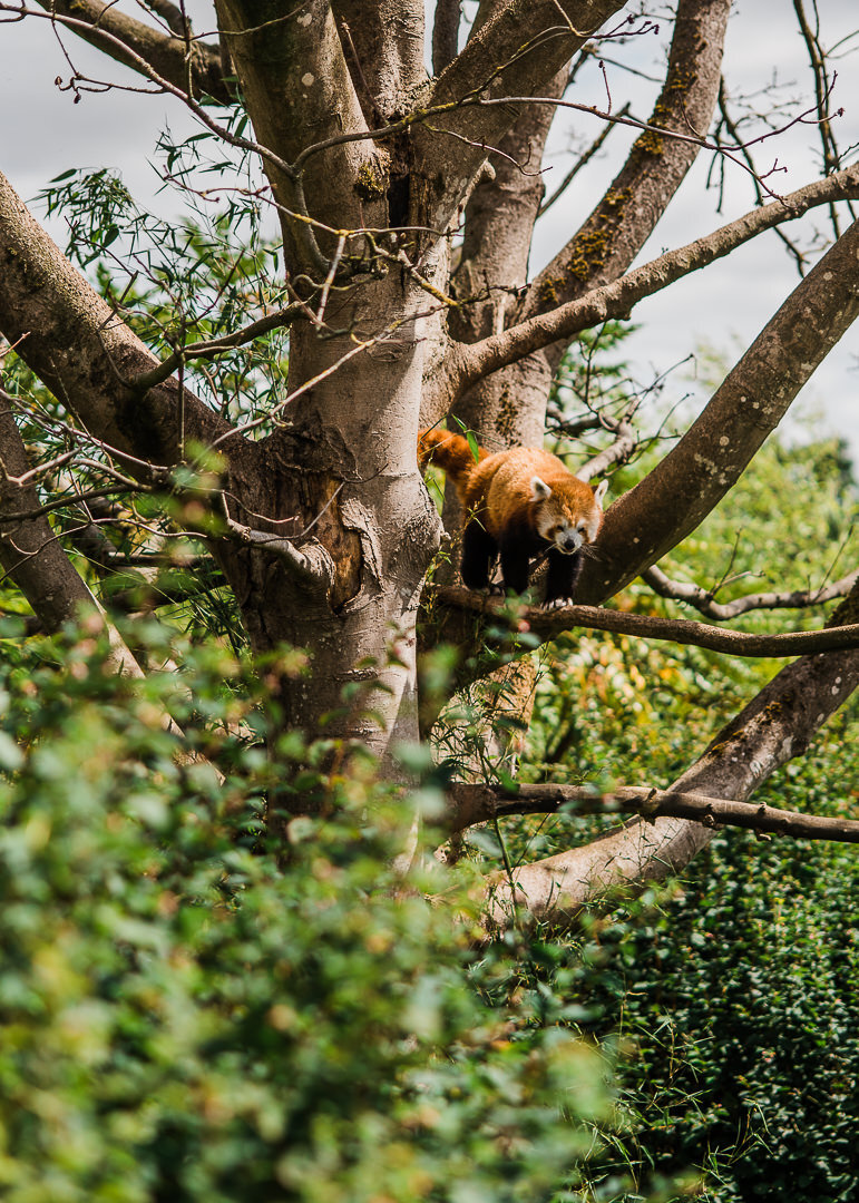 Red-Panda-Cheltenham Photographer Chui King Li Photography-6369.jpg