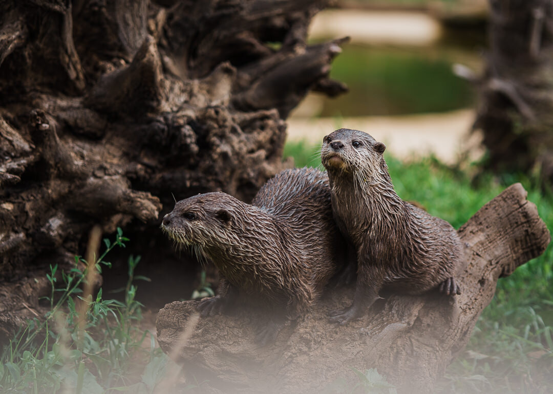 Otters-Cotswold-Wildlief-Park-Cheltenham Photographer Chui King Li Photography-6408.jpg