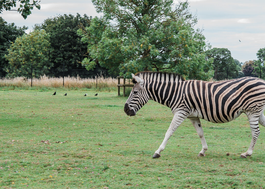 Zebra-Cotswold-Wildlief-Park-Cheltenham Photographer Chui King Li Photography-6342.jpg