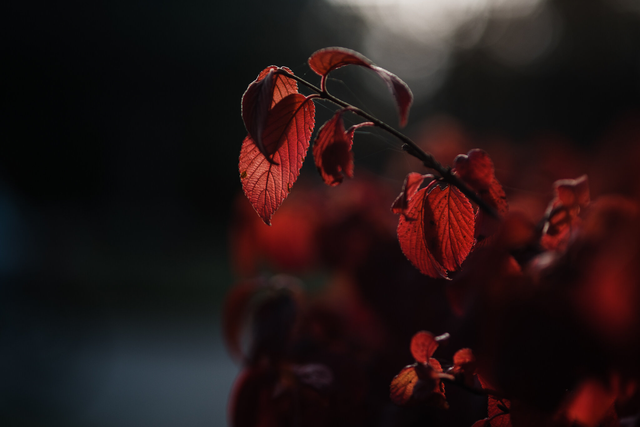 Autumn-Cheltenham Photographer Chui King Li Photography-4213.jpg