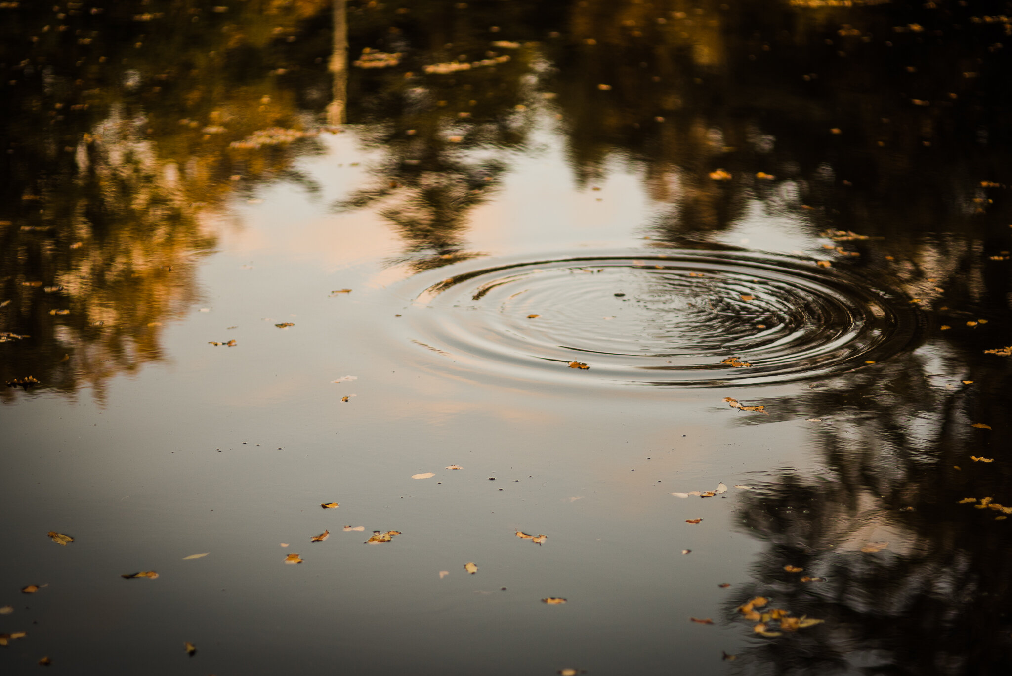 Pond-Autumn-Photographer-Chui-Photography-4142.jpg