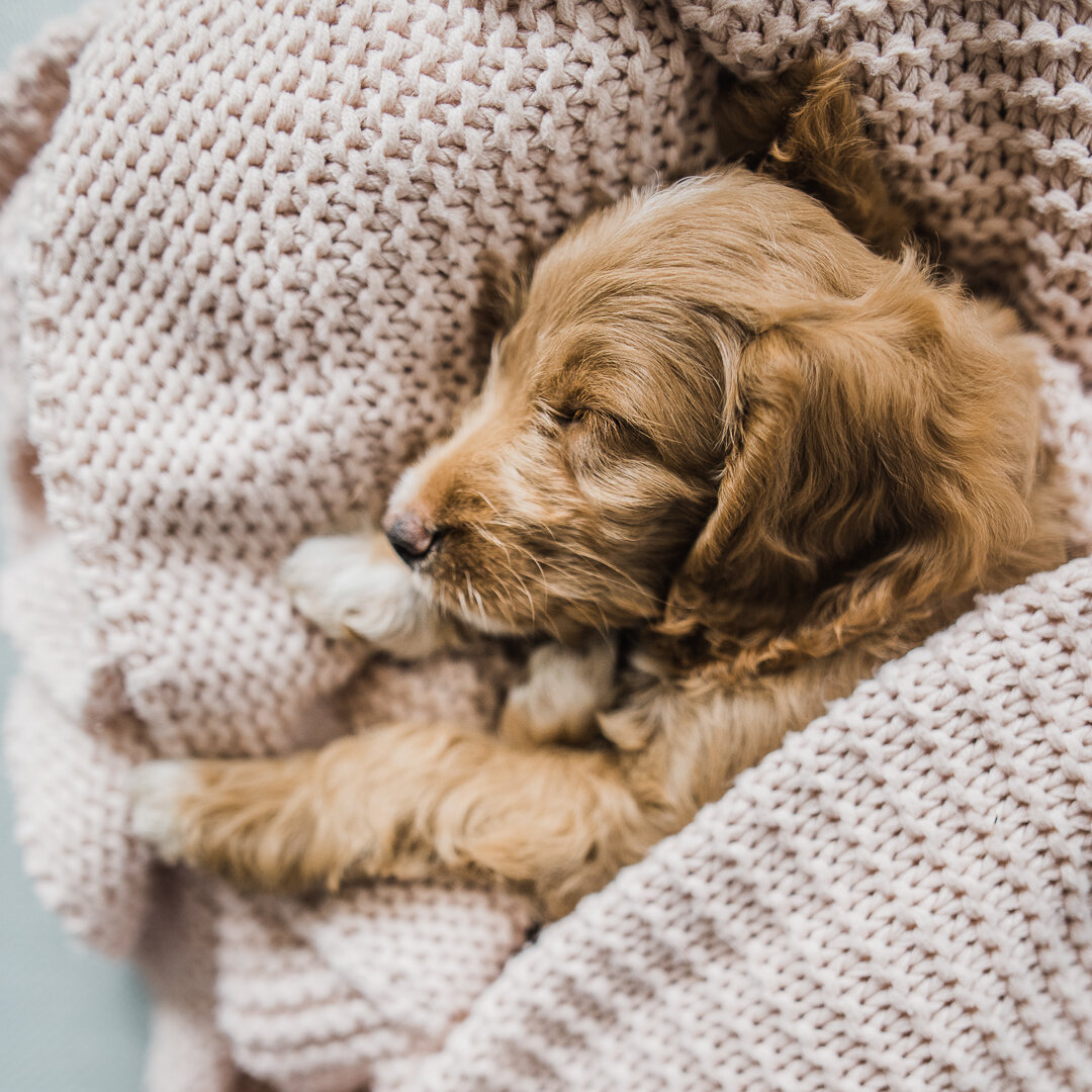 Family-pet-Photoshoot-LR-Chui-Photography-20894.jpg