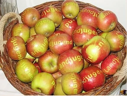 Bild Apfel.JPG