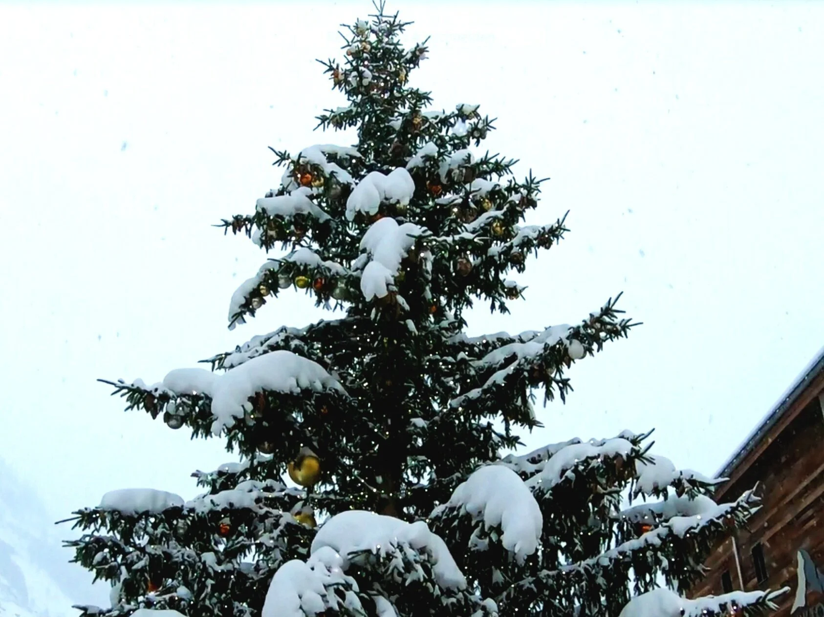 #JusticeForChristmasTrees